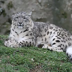 Zoo Lyon + Safari Peaugres febrer 2011 2018