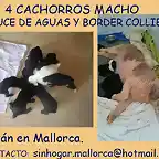 cachorros mallorca