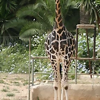 Zoo de Barcelona 15-09-2010 196