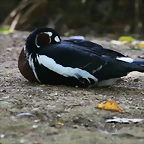 Zoo de Barcelona 15-09-2010 220
