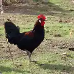 GALLO EN LA PARRILLA