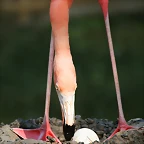 Zoo de Barcelona 06-07-2010 138