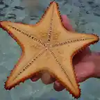 estrellaatras