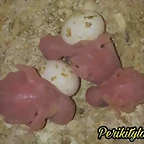 FB_IMG_1536737306430