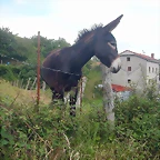 DSCN2761