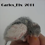 1  pollo 19-2-11