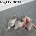 todos 19-2-11