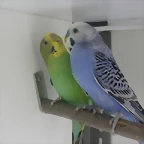 pareja 1 19-2-11