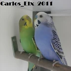 pareja 1 (2) 19-2-11