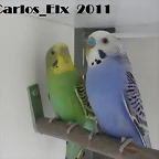 pareja 1 (1) 19-2-11