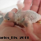 4 pollo 19-2-11