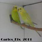 Rikki y Minnie 19-2-11