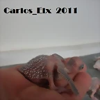 5 pollo 19-2-11