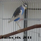caramelo 19-2-11