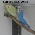 per y pa 19-2-11