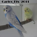 pareja 2 19-2-11