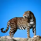 leopardos-4