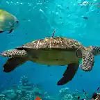 turtle-wallpaper-1152x864