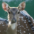 Zoo de Barcelona 29-09-2010 294