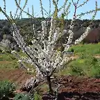 cerezo en flor 2