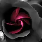 images_roses_gvd (7)