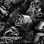 images_roses_gvd (8)