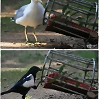 menjador_llops