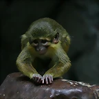 Zoo de Barcelona 28-01-11 018