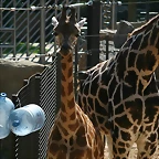 Zoo de Barcelona 12-06-11 018