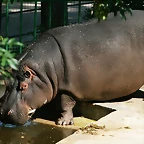 Zoo de Barcelona 12-06-11 014