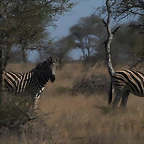 Kruger National Park 28-31 mayo 2009 1008