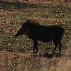 Kruger National Park 28-31 mayo 2009 1106