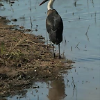 Kruger National Park 28-31 mayo 2009 1166