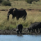 Kruger National Park 28-31 mayo 2009 1177