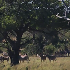 Kruger National Park 28-31 mayo 2009 1205