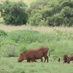 Rhino & Lion Nature Reserve 325