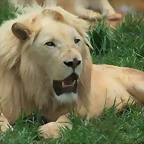 Rhino & Lion Nature Reserve 197