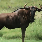 Rhino & Lion Nature Reserve 066