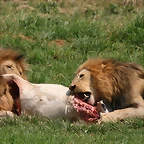 Rhino & Lion Nature Reserve 22-02-09 460