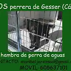 Hembra SOS PERRERA DE GESSER (CADIZ)