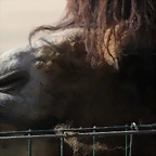 Zoo de Barcelona 12-03-12 054