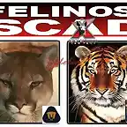 FELINOS