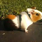 de paseo por el campo