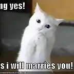 Cat-Proposal