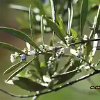 23, oliva en flor, marca