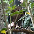 Oroaetus isidori (1-10-23 Zoo de Quito)