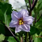 16, flor de berengena, marca