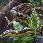 Pseustes shropshirei 4 (7-10-23 Bioparque Amaru)