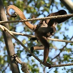 Zoo de Barcelona 07-04-11 266