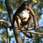 Zoo de Barcelona 07-04-11 255